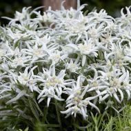 Szarotka 'Blossom of Snow' (Leontopodium) - leontopodium_blossom_of_snow_leoblos_cpt_1_a_aa_a[1].jpg